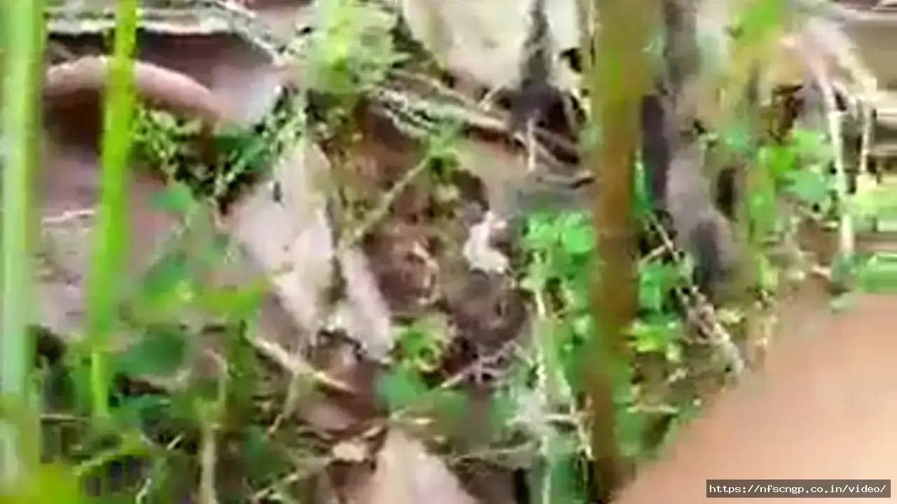 A Man From His Village Having Sex With A Bihari Girl In The Jungle