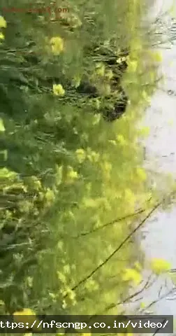 Watch Sister In Law Enjoyed Pussy In The Greenery Of The Fields